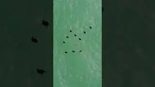 Квадроцикл Сокол