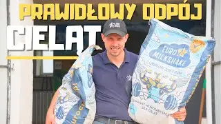 PRAWIDŁOWY ODPÓJ CIELĄT!