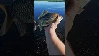 ДУМАЛ КАРАСИК, А ТАМ КАААААРАСЬ 😯😯😯😯 #карась #рыбалка #рыбалканакарася #carp #carpfishing #shorts