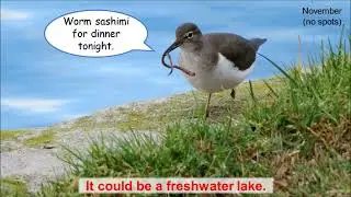 The (Sometimes Not) Spotted Sandpiper in California