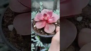 Новинка в нашей коллекции суккулентов 
