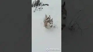 на спорте 💪🦊🐺🤪