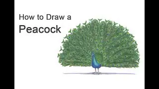 How to Draw a Peacock | Colored Pencil Tutorial