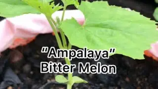 WHAT HAPPENED NOW TO MY SMALL GARDEN?😱 ORGANIC GARDEN | Laila Ilongga