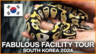 South Korea's BEST Ball Python Facility?! FABULOUS Tour