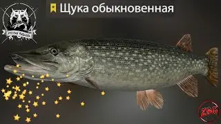ЩУКА - ТРОФЕЙНАЯ - оз. СТАРЫЙ ОСТРОГ 💥 РУССКАЯ РЫБАЛКА 4 | RUSSIAN FISHING 4🐟@Z-B-G ​