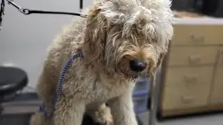 Very Matted Goldendoodle PART 1 | 1HR shave down MUST watch