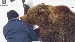 Яблоки на снегу и Андрей под боком🐻🍎❤️/Bear Mansur