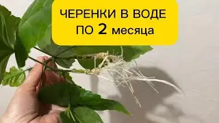 Черенки стоят в воде по 2 месяца и им ОК. Обзор  каланхоэ, гибискус, пеларгония, диффенбахия