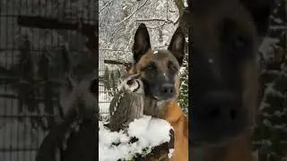 CORUJA E CACHORRO NA NEVE. #shorts