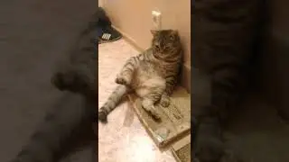 кот