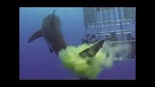 Animal Farts EXTREMLY Funny  💩💩   Try Not To Laugh Challenge😂💩😂