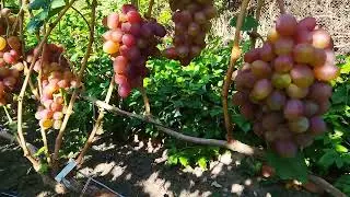 Grapes Krasnaya Planeta: features