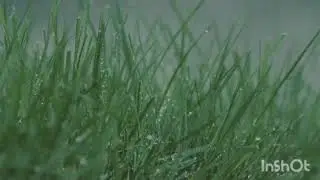 Gentle Relaxing Forest Rain Sounds