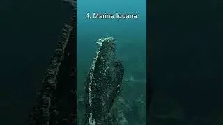 Top 5 Most Cannibalistic Animals | Warning: Graphic Footage!