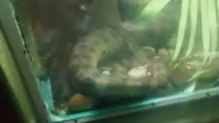 #zoolife #trip  traveling subscribe