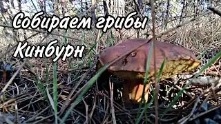 Кинбурн. Собираем грибы: белые, польские, сиреневую рядовку, говорушки.