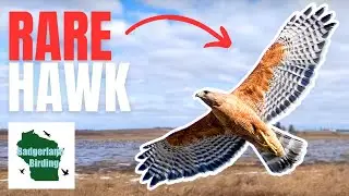Winter Birding Challenge: How Many First-of-Year Birds Can We Spot?