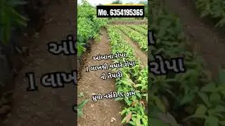 100K + રોપા ધ્રુવી નર્સરી & ફાર્મ 