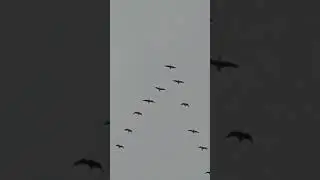 Гуси летят третий день подряд! На юг! Ёпс! 6 ноября 2023 г.