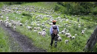 Montée en alpages 2024
