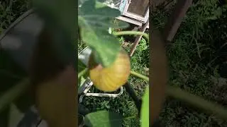 Невообразимо вкусно! #краснодар #жизньнаюге #инжир
