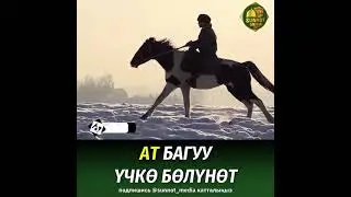Ат багуу үчкө бөлүнөт.  Шейх Максатбек ажы устаз