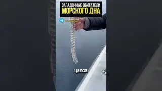 Странное живое существо в Тихом океане