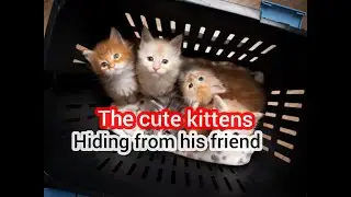 The cute kittens hiding from his friend , smart country cat in the game , funniest animal cat