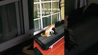 Friendly wrestling match on my treadmill #cats #cute