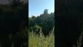 Полынь и репейник