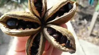 Tree peony from seeds - simple but long