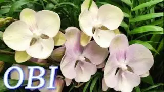 №414/ МОРЕ орхидей в OBI  к 8 МАРТА