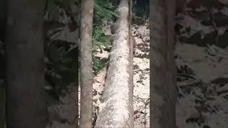 Making Lumber In The Philippines Part 4