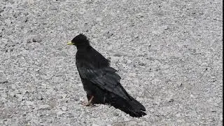 Alpine Chough