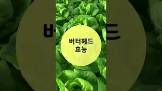 다이어트와 변비에 좋은 버터헤드 효능~!!