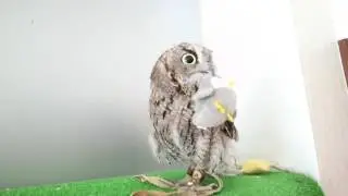 Owl carrying favorite toy while walking / おもちゃで遊ぶフクロウのくうちゃん