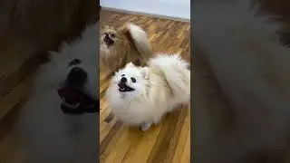 🐾 Давай Купим Собаку Шпиц 🐾 #shorts #щпицгабби