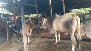 Want to see cows but still afraid of small cows