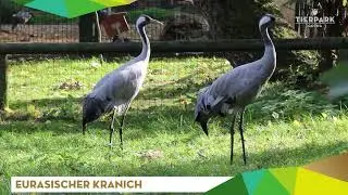 Eurasischer Kranich - Tierpark Gotha