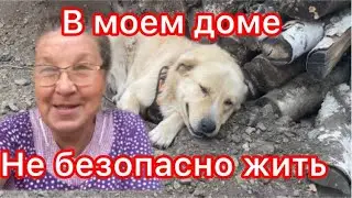 Полиция работает усиленно/Забирают собак/В моем доме не безопасно жить.