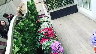 Злая Собака стала добрей
