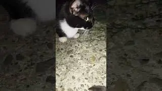 Мурзик - добытчик.Хищник с большой буквы.