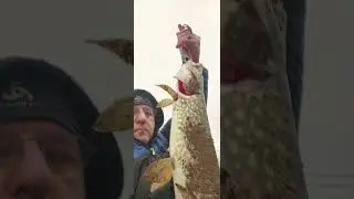 Prima partida de spinning pe 2024...multe stiuci la gume Savage Gear