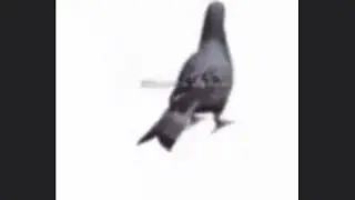 SWA LA LA LA (pigeon spins) FULL