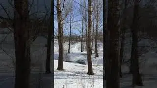 Nature wakes up, March 2023 #shorts #spring #stream #walk #весна #ручей #прогулка