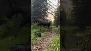 When the wild calls, Turtlebox answers. Moose-tested, wilderness-approved. #turtlebox #LIVEFREE