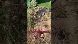 Зашла с утреца ко мне поздороваться и прихватила тапок🤣