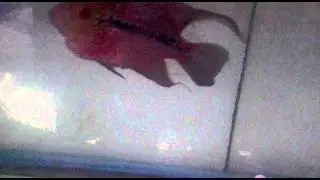 Video012