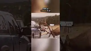 El AGRADECIMIENTO de un alce te hará llorar ❤️🥺